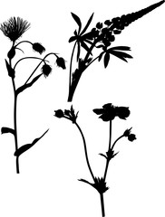 set of three garden black flowers on white