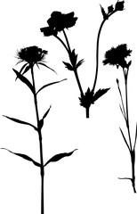 set of four garden black flowers isolated on white