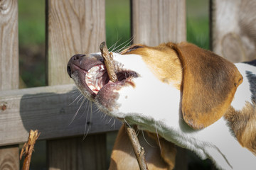 young dog is chewing on a thin branch of a tree