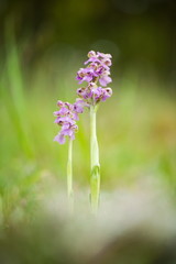 Orchis morio. Orchid in nature in the Czech Republic. Wild nature. A very rare plant. Plant photographed in the morning. The sun in the photo. Beautiful nature. Wild orchids on the morning meadow. Nat
