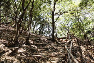 Tropical forest and summer time 