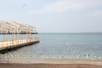 Pier and Seagulls