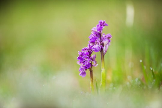 Orchis morio. Orchid in nature in the Czech Republic. Wild nature. A very rare plant. Plant photographed in the morning. The sun in the photo. Beautiful nature. Wild orchids on the morning meadow. Nat