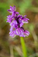 Orchis morio. Orchid in nature in the Czech Republic. Wild nature. A very rare plant. Plant photographed in the morning. The sun in the photo. Beautiful nature. Wild orchids on the morning meadow. Nat