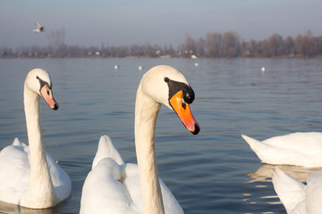 Swans in the River