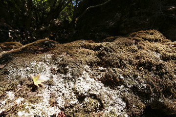 Tropical forest and summer time 
