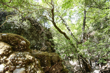 Tropical forest and summer time 