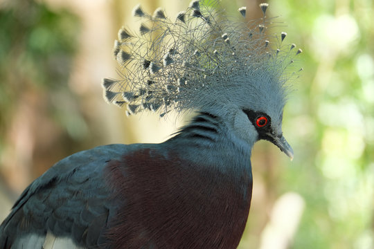 Crowned Victoria Pigeon