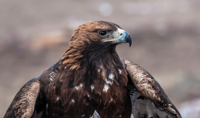 Beautiful and proud eagle.