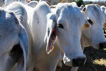 Brahma Cow Close Up