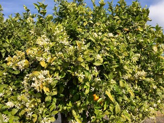 Fototapeta na wymiar Orangenbaum in der Blütezeit