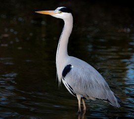 Graureiher oder Fischreiher (Ardea cinerea cinerea) steht in dunklem Wasser eines Sees, Spotlight, Hessen, Deutschland, Europa 