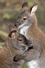 Mating Bennet's Wallabies