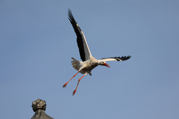 Flying stork