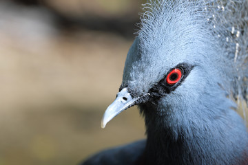 Crowned Victoria Pigeon