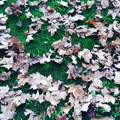 Herbstlaub