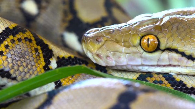 python (Morelia viridis). closeup of the eye