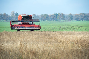 Farmer harvester harvesting a field of soybean