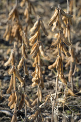 dry soybean field ready to harvest