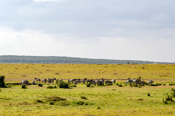 Herd of zebras grazing in the savannah of Maasai Mara Park in Kenya