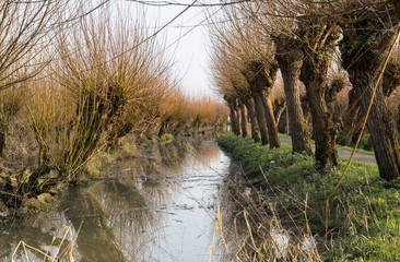 pollard willow in nature in Holland
