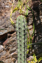 Cactus in botanical garden Parc Sainte-Claire in Hyères - FRANCE