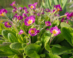 Pink spring flowers in the garden.  Blooming Primula or Primrose flower claret