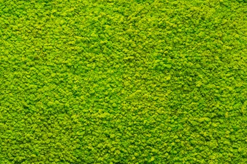 Photo sur Plexiglas Herbe texture de mousse verte, arrière-plan