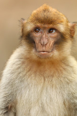 Barbary monkey portrait
