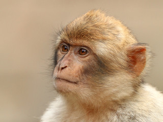 Barbary monkey portrait