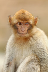 Barbary monkey portrait
