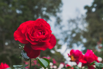Beautiful red roses in garden