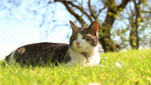 Cute kitten is lying on the grass enjoying the sunshine in spring