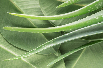 Aloe vera leaves on  green leaves background. Natural cosmetic ingredients. Fresh aloe vera plant, flat lay. Spa concept, top view.