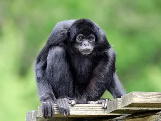 Foto op geborsteld aluminium Aap Black spider monkey