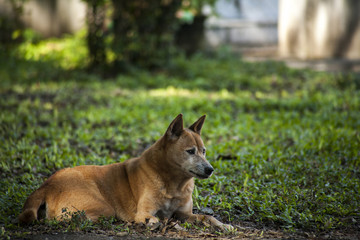 Asian brown dog sitting looking  