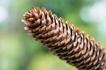 Spruce cone on a green background.