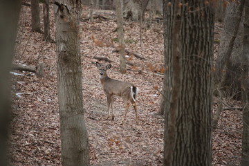 Iowa deer