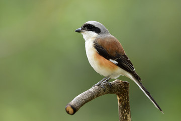 Bay-backed Shrike (Lanius vittatus) beautiful brown back grey head and white belly bird, member of family Laniidae lives in Asia found in migration period in Petchaburi Thailand