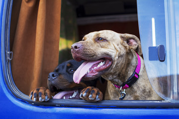 Two dogs poking their heads out the window of a car.