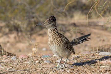 Roadrunner in the Arizona Desert