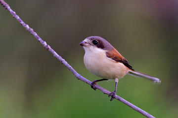 Fascinated chubby brown back with grey head and big eyes bird perching on thin branch showing its chest feathers profile, Burmese Shrike (Lanius collurioides)