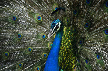 Obraz premium Head shot of Indian Peacock while presents his beautiful velvet tail feathers, exotic nature