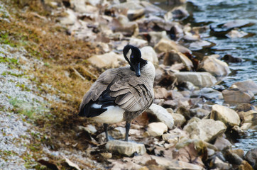 Grooming goose