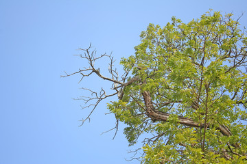 Rain tree branch on  bright blue sky background