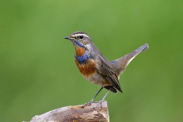 Male of Bluethroat (Luscinia svecica) beautiful slim brown bird with orange feathers on its neck perching on dried log with tail high wagging, amazed animal