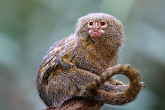 3 004 Best Baby Marmoset Images Stock Photos Vectors Adobe Stock 3 004 Best Baby Marmoset Images Stock Photos Vectors Adobe Stock