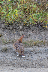 Ptarmigan in Autumn in Alaska