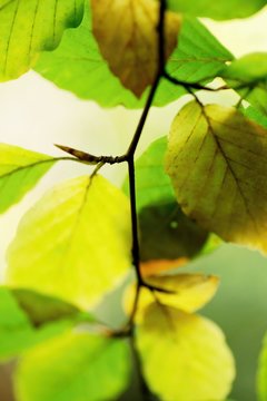 Twig with green and vivid yellow autumn leaf.