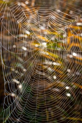 Tau auf Spinnennetz